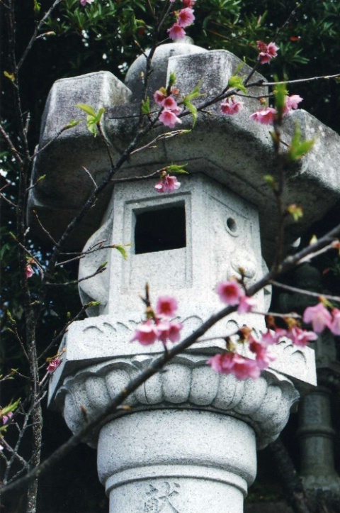 Cherry Blossoms and Stone Lantern, Nago, Okinawa