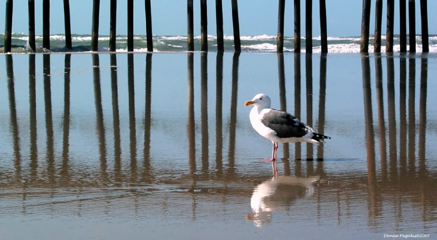 Shoreline Seagull 