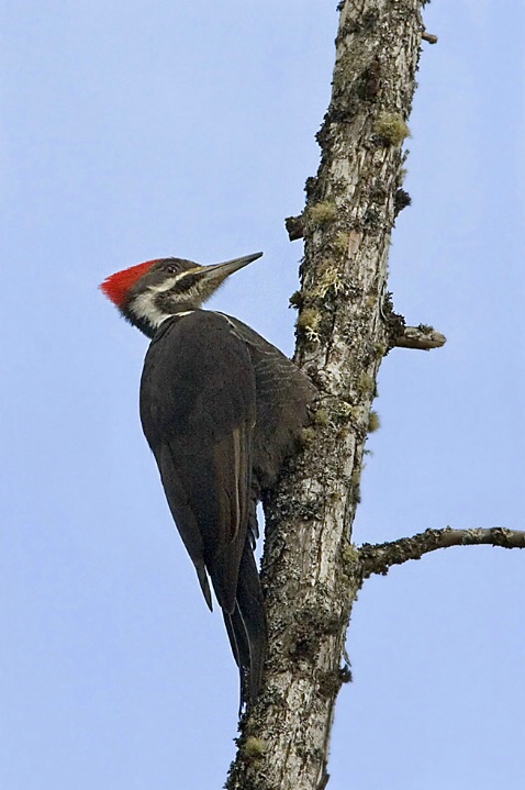 Pileated Woodpecker - ID: 3449516 © John Tubbs