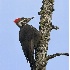 2Pileated Woodpecker - ID: 3449516 © John Tubbs