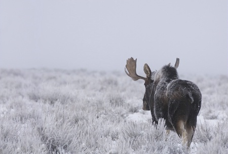 Winter Morning Moose