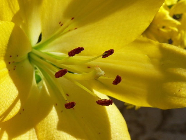 Close up Of a Lily