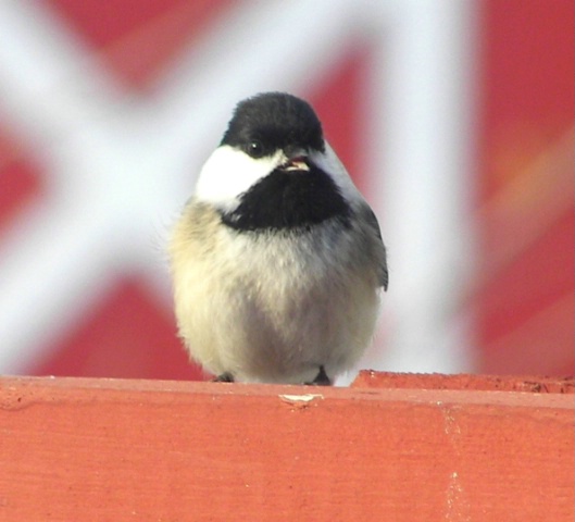 Chickadee 2