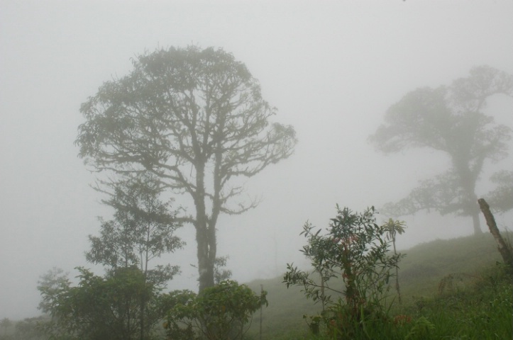 Cloud Forest 2