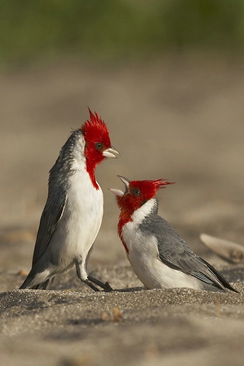 Red Crested Cardinals fight