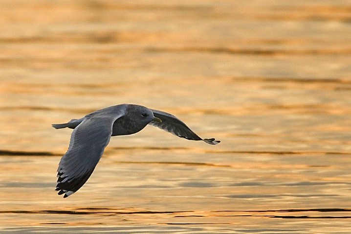 Mew Gull at Sunrise - ID: 3453832 © John Tubbs