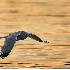 2Mew Gull at Sunrise - ID: 3453832 © John Tubbs