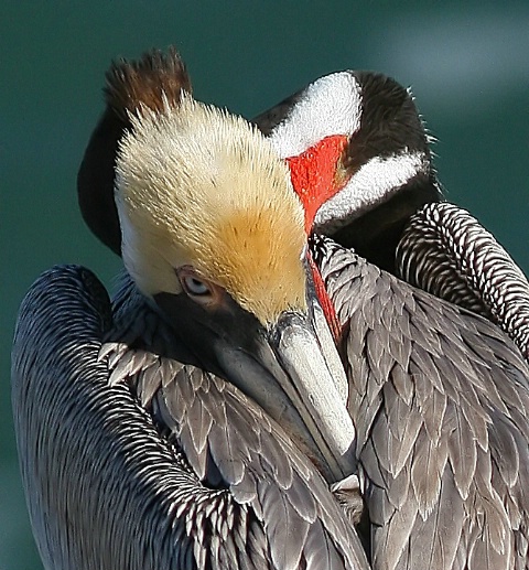 Bashful Pelican