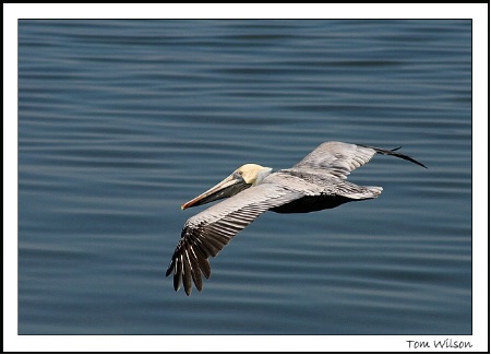 Pelican Flight!!!