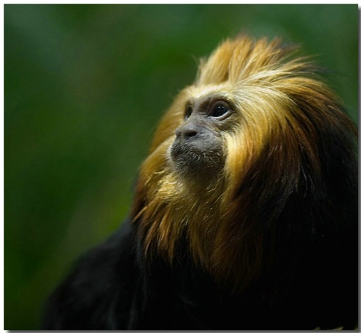 Golden Lion Tamarin