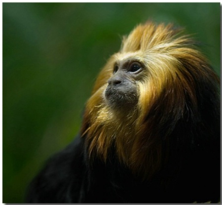 Golden Lion Tamarin