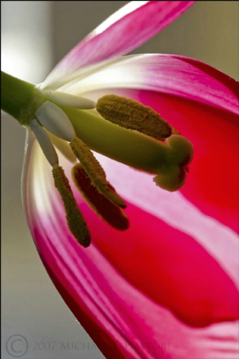 Tulip - ID: 3458366 © Michael Hattori