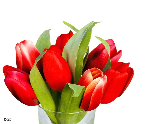 Tiny Tulip Bouquet