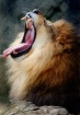 A Majestic Yawn