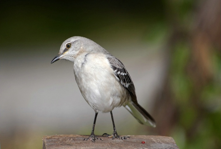 Mockingbird