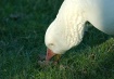 Talking to Grass ...