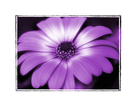 purple daisy