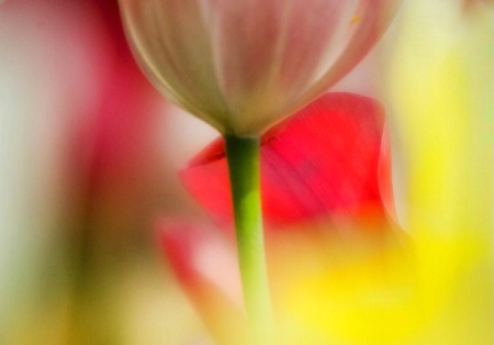 Tulip Window