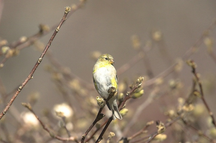 Early Spring Goldfinch
