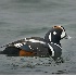 2Harlequin Duck - ID: 3469806 © John Tubbs
