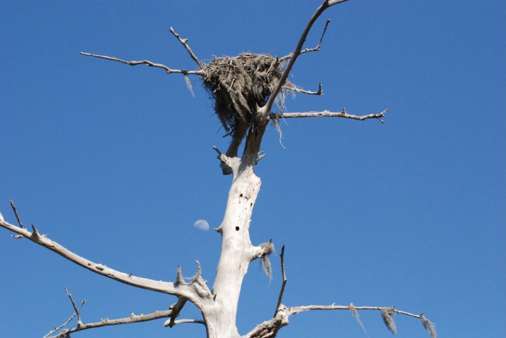 An Osprey's nest