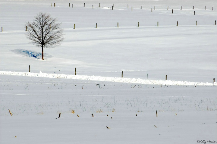 Tree, Snow and Fence