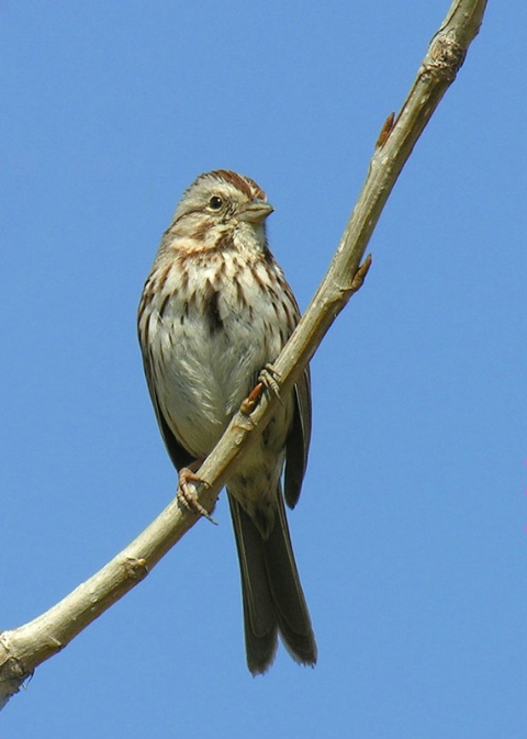 Blue Sky and Song Bird