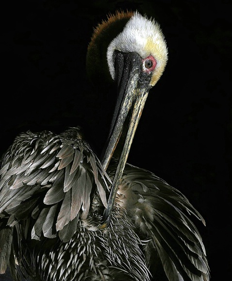 Preening and Cleaning