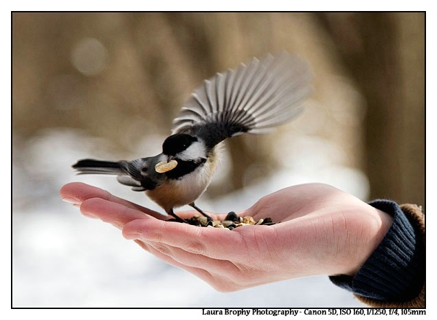 chickadee's winter snack