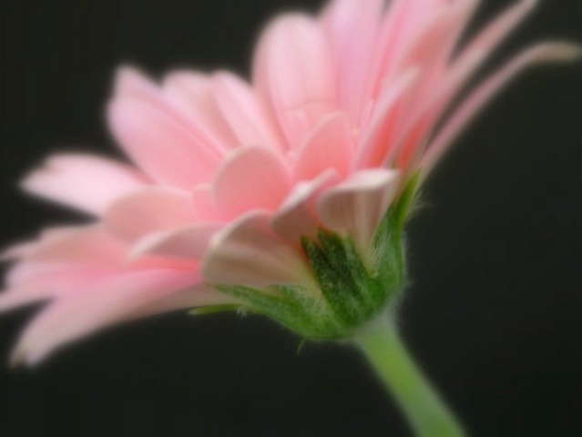 blurred pink