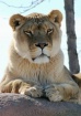 Lioness