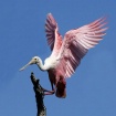 Roseate Spoonbill