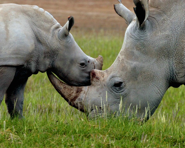 White Rhino with Calf, Lake Nakuru