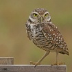 Burrowing Owl