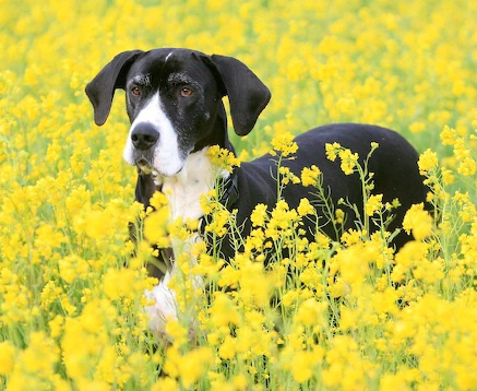 The Mustards in Bloom