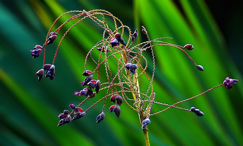 Nature's Ballet