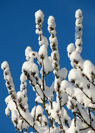 Snowy Willows