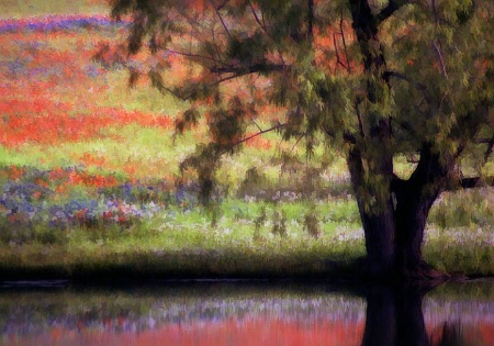 Texas Wildflowers