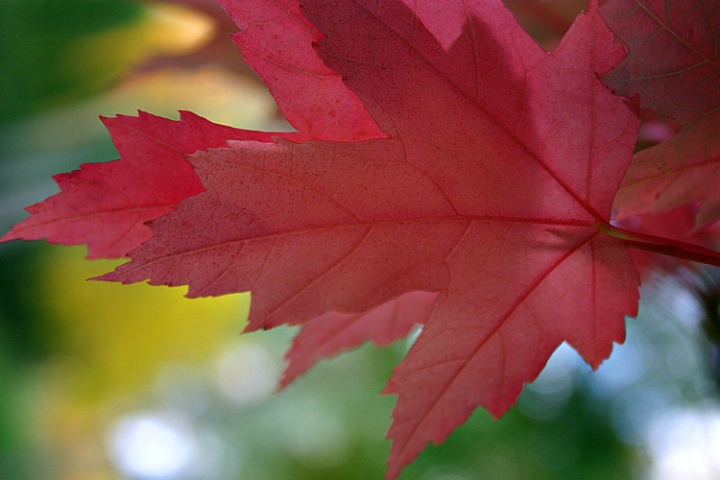 Beautiful Fall Colors