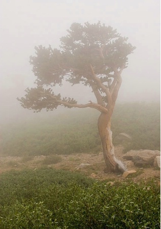 Ancient One in Fog