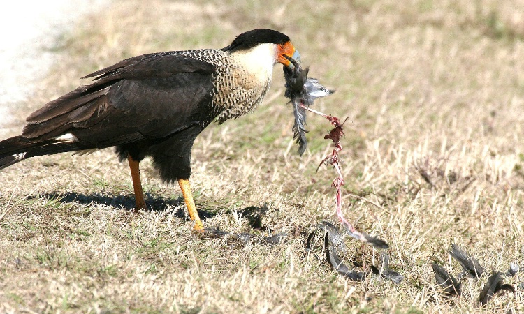 Dining on Coot