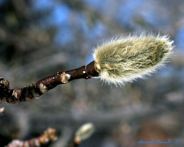 Awaiting Spring