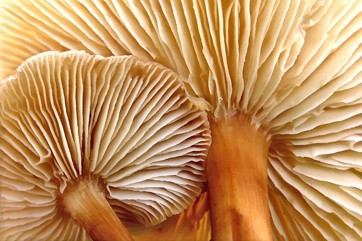 Mushroom Caps - ID: 3482638 © Laurie Daily