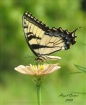 Swallowtail on Zi...