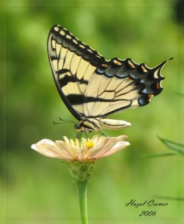 Swallowtail on Zinnia  (F)
