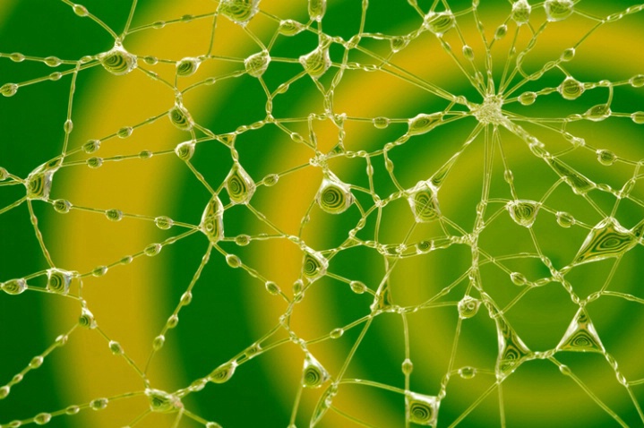 Human spiderweb-reloaded