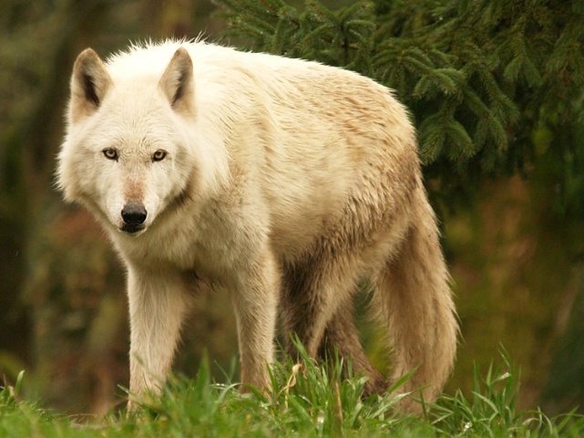White (Arctic) Wolf