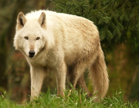 White (Arctic) Wolf