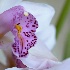 © Susan M. Reynolds PhotoID # 3485791: For the Love of Orchids