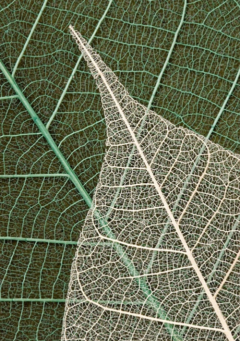 Translucent Leaves